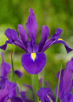 X 100 IRIS HOLLANDICA PURPLE SENSATION 7/8