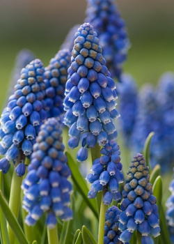 X 250 MUSCARI ARMENIACUM 8/9