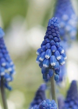 X 100 MUSCARI BOTRYOIDES SUPERSTAR 6/+