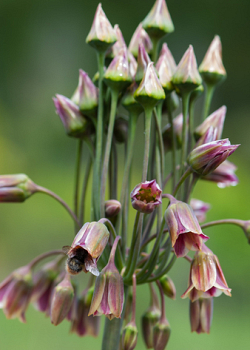 X 100 ALLIUM SICULUM 10/12