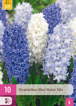 X 10 HYACINTHUS BLUE WATER MIX 14/15