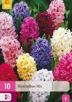 X 10 HYACINTHUS MIX 14/15