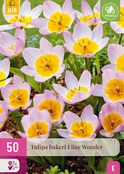 X 50 TULIPA BAKERI LILAC WONDER 5/6