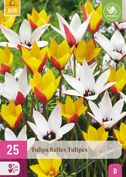 X 25 TULIPA BELLES TULIPES 5/6