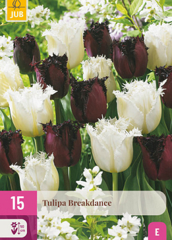 X 15 TULIPA BREAKDANCE 11/12