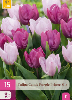 X 15 TULIPA CANDY PURPLE PRINCE MIX 11/12