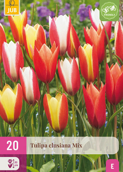 X 20 TULIPA CLUSIANA MIX 6/+