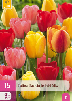 X 15 TULIPA DARWIN HYBRIDE MIX 11/12