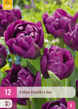 X 12 TULIPA DOUBLE LILAC 11/12