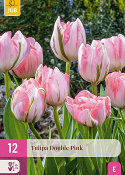 X 12 TULIPA DOUBLE PINK 11/12