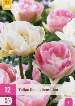 X 12 TULIPA DOUBLE SENSATION 11/12