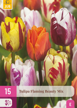 X 15 TULIPA FLAMING BEAUTY MIX 11/12