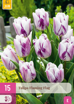 X 15 TULIPA FLAMING FLAG 11/12