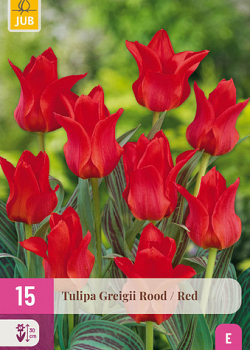 X 15 TULIPA GREIGII ROOD 11/12