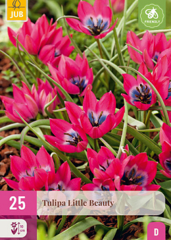 X 25 TULIPA LITTLE BEAUTY 6/+