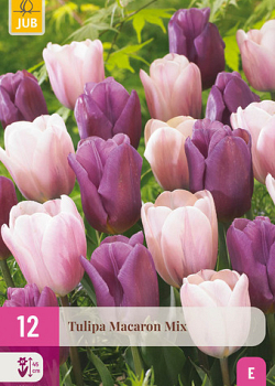 X 12 TULIPA MACARON MIX 11/12