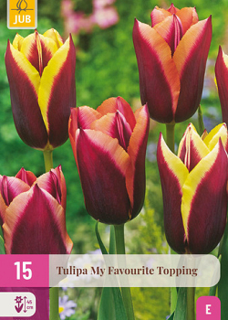 X 15 TULIPA MY FAVOURITE TOPPING 11/12