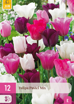 X 12 TULIPA PASTEL MIX 11/12