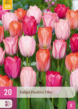 X 20 TULIPA POSITIVE VIBE 11/12