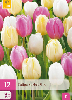 X 12 TULIPA SORBET MIX 11/12
