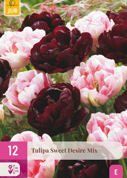 X 12 TULIPA SWEET DESIRE MIX 11/12