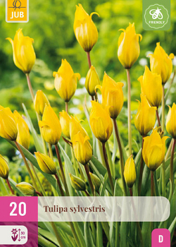 X 20 TULIPA SYLVESTRIS 5/6