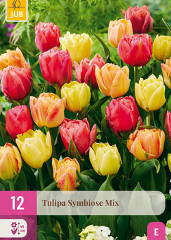X 12 TULIPA SYMBIOSE MIX 11/12