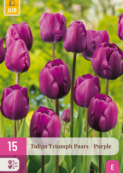 X 15 TULIPA TRIUMPH PAARS 11/12