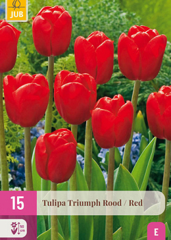 X 15 TULIPA TRIUMPH ROOD 11/12