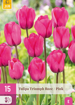 X 15 TULIPA TRIUMPH ROZE 11/12
