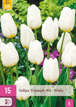 X 15 TULIPA TRIUMPH WIT 11/12