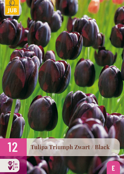 X 12 TULIPA TRIUMPH ZWART 11/12