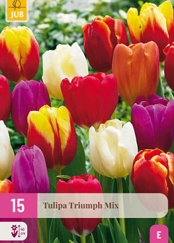 X 15 TULIPA TRIUMPH MIX 11/12