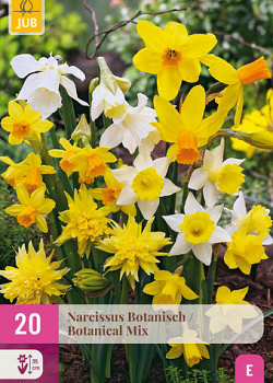 X 20 NARCISSUS BOTANISCH MIX 10/12