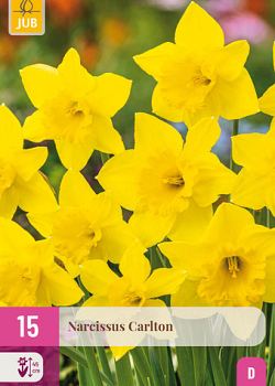 X 15 NARCISSUS CARLTON 12/14