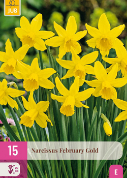 X 15 NARCISSUS FEBRUARY GOLD 10/12