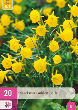 X 20 NARCISSUS GOLDEN BELLS 6/8