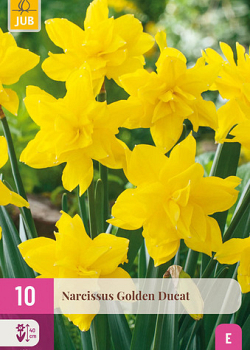 X 10 NARCISSUS GOLDEN DUCAT 12/14