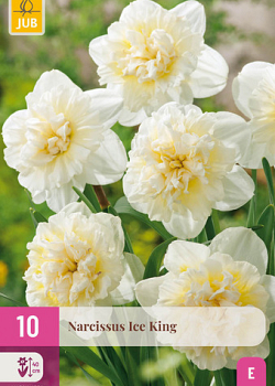 X 10 NARCISSUS ICE KING 12/14