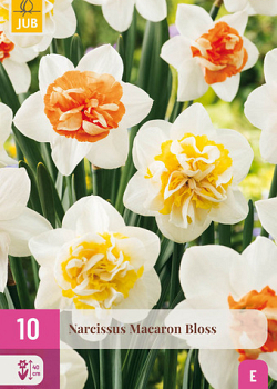 X 10 NARCISSUS MACARON BLOSS 12/14