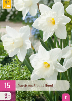 X 15 NARCISSUS MOUNT HOOD  10/12