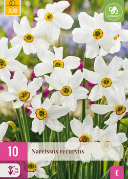 X 10 NARCISSUS RECURVUS 12/14