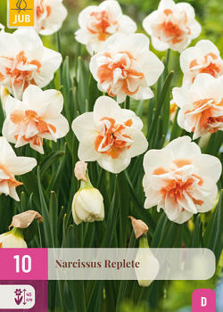 X 10 NARCISSUS REPLETE 10/12