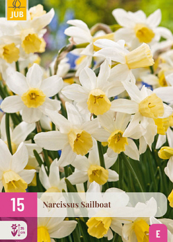 X 15 NARCISSUS SAILBOAT 10/12