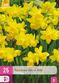 X 25 NARCISSUS  TETE-A-TETE 10/11
