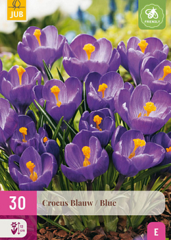 X 30 CROCUS BLAUW 7/8