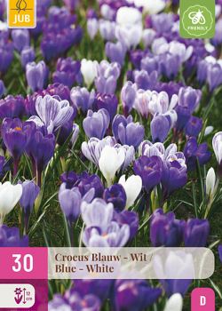 X 30 CROCUS BLAUW - WIT 7/8