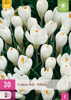 X 30 CROCUS WIT 7/8