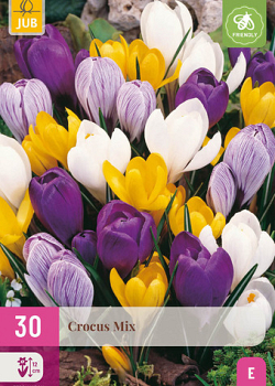 X 30 CROCUS GROOTBLOEMIG MIX 7/8