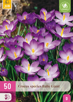 X 50 CROCUS SPECIES RUBY GIANT  5/+